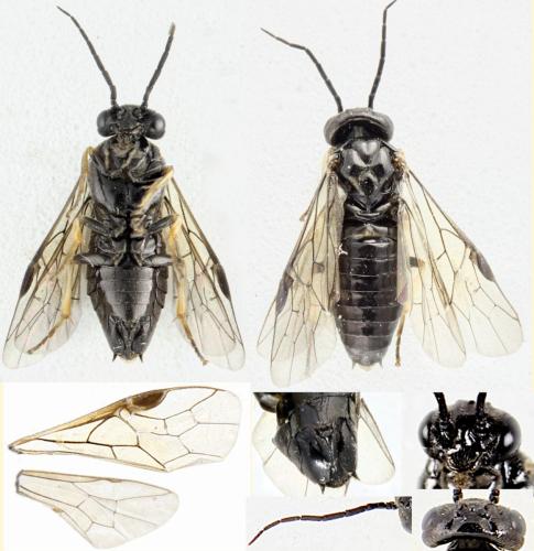 Priophorus brullei